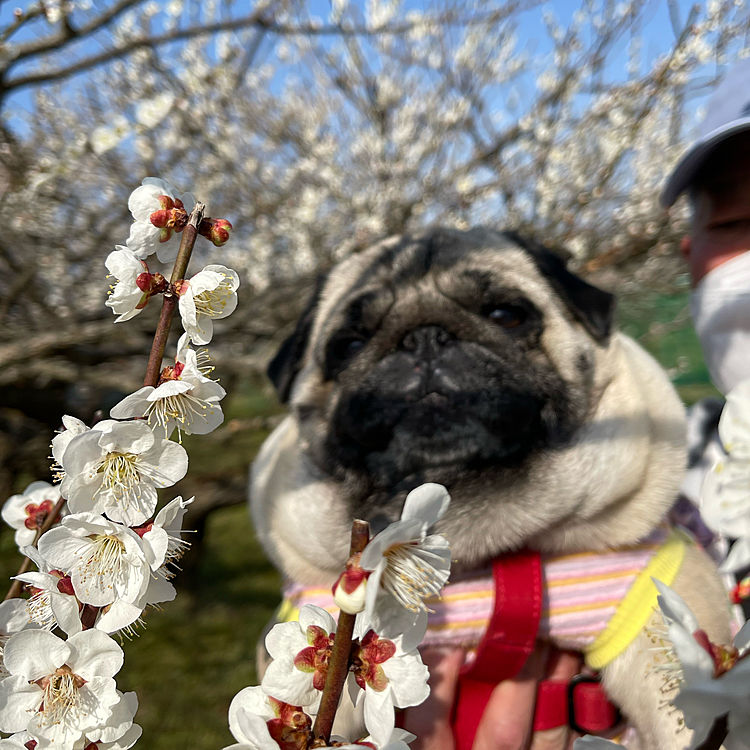 春の陽気に誘われて越生の梅まつりに行ってきました🚗