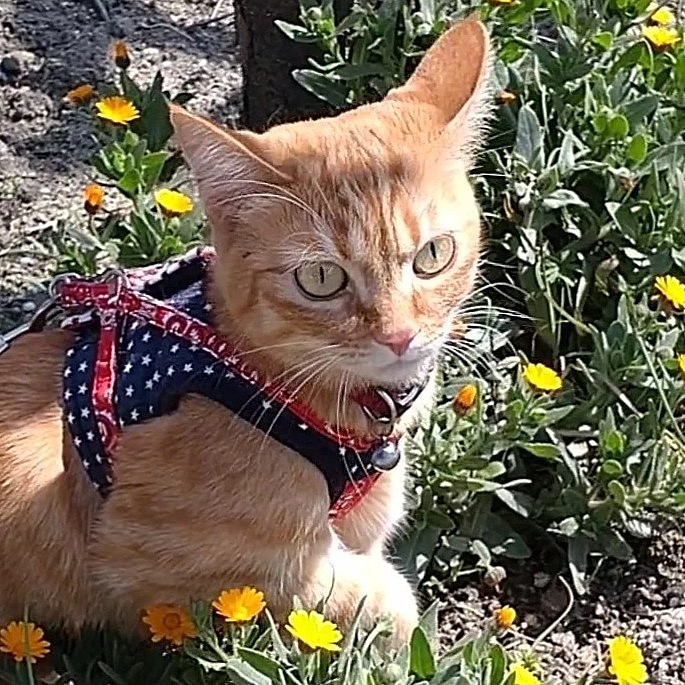 なんか黄色の花と
昼間は猫は目が細く可愛くないwww
