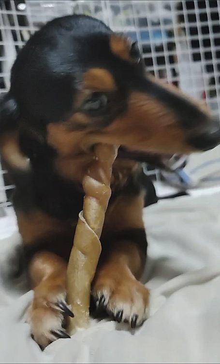 お口アップ🦴🦴🦴