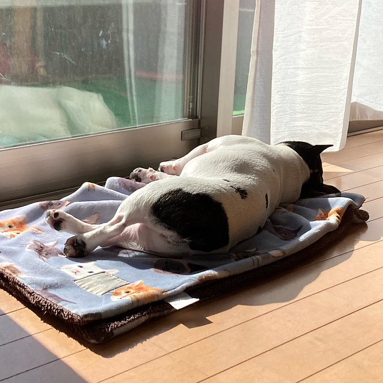 日向ぼっこしながら☀️
こてっと寝ました🐷💤