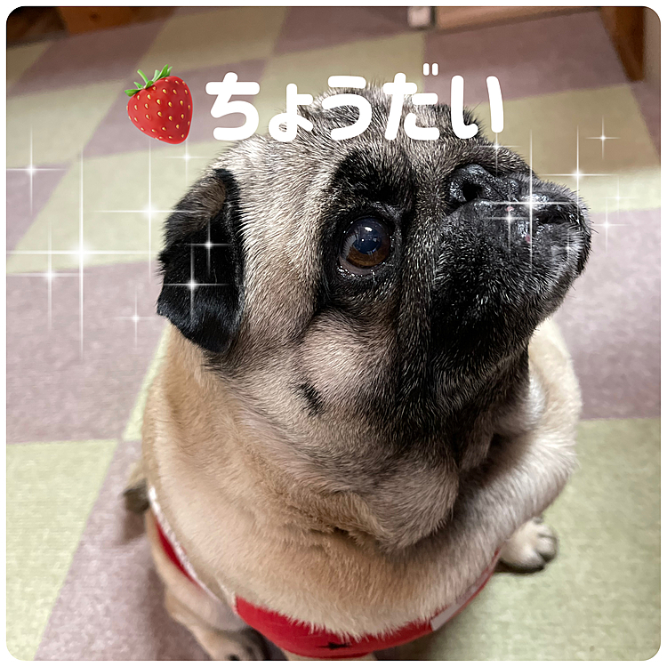 イチゴ屋さんが多い🍓ししまる地方🐽
ししまるもちょびっとだけ🍓おすそ分けもらえました🐽