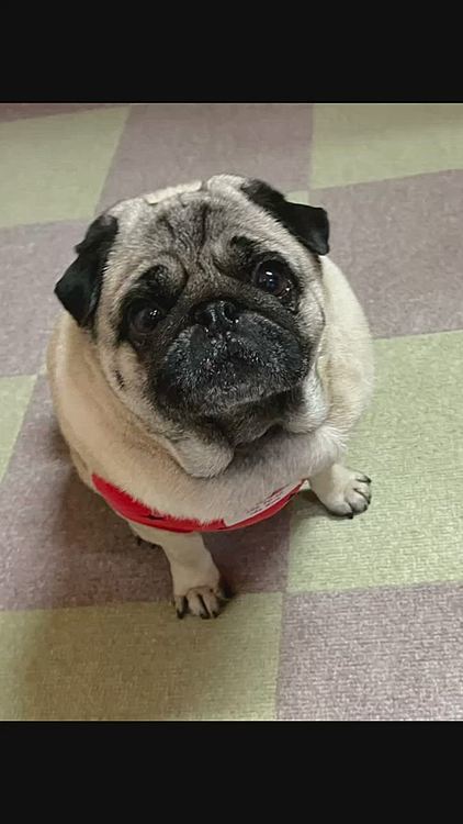 もっともっとのおねだりです🐽