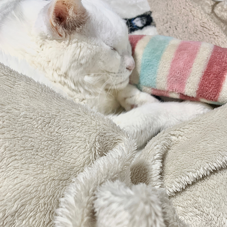 毛布と同化するしろこ。本当は蹴りぐるみだったのだけど、彼女は枕として使っています
