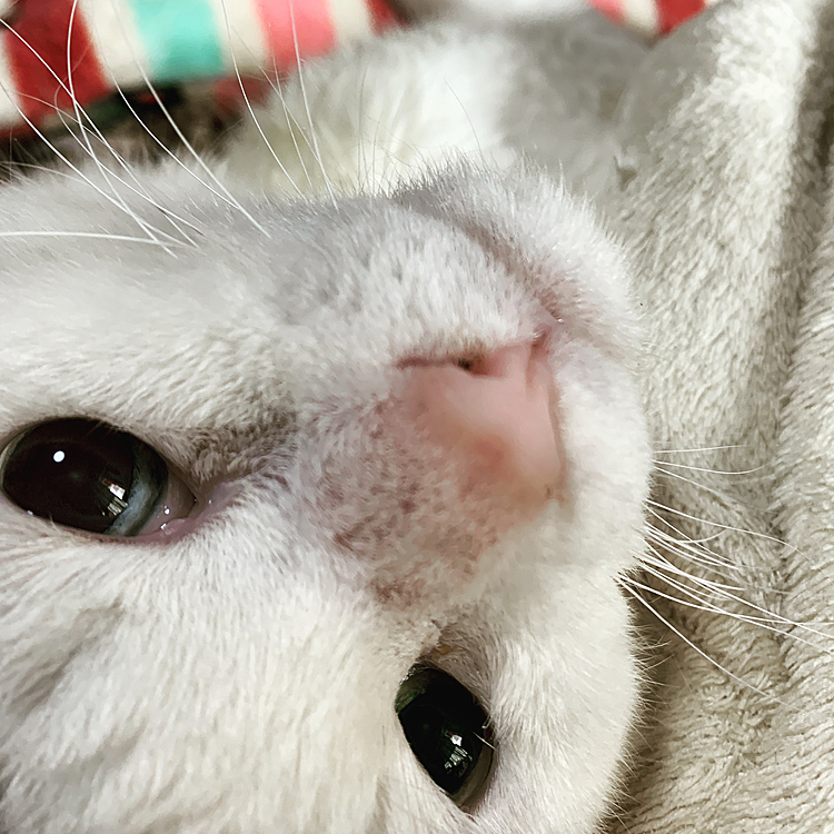 外出先から戻ったらしろこが居てくれる。それだけで疲れが飛んでいく。