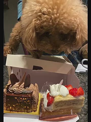 昨夜一足早くホワイトデーにとケーキ🍰🧁
パパさんは1口分だけで残りは私の夜ご飯となりました😅
ハッピーにもイチゴを洗ってお裾分け🍓
相変わらずカウンターの食べ物にロックオン👀
ジャンプして狙っています💨💨
最近太ったんじゃない?と言われたので今朝体重測定しました❣️
4.5キロまでが適正体重と言われていますが4.6キロくらいあるかもとヒヤヒヤ💦
でも4.4キロでした🤗
ボディはバリカンでは無くてシザーでお願いしているのでモフモフにみえるのかな😅
まぁ4.49キロかもしれないけどね😂