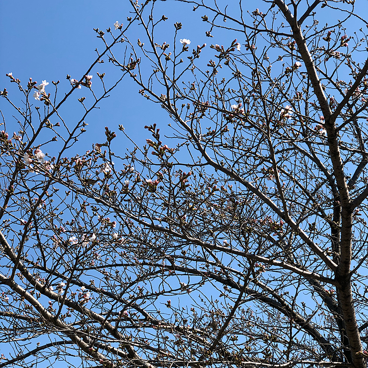 この木陰コースは桜🌸並木で地域の憩いの散歩
コースになっています。💕
やっと蕾が開き初めていました。👏👏
これからの桃との散歩はこの桜🌸並木をのんびりと歩きたいとおもいます。💕
楽しみでーす。🌸🌸🐾🐾