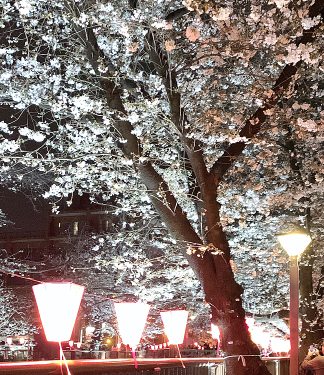今年は早く咲いたので「桜祭り」のイベントがズレてしまったとニュースで観ましたが、
目黒川沿いは昨年と同じようにお店が出ていて人も賑わっていました。
ライトアップもしてあって毎年キレイです。
ハラハラと頭に花びらが舞うような満開ではなかったのですが。