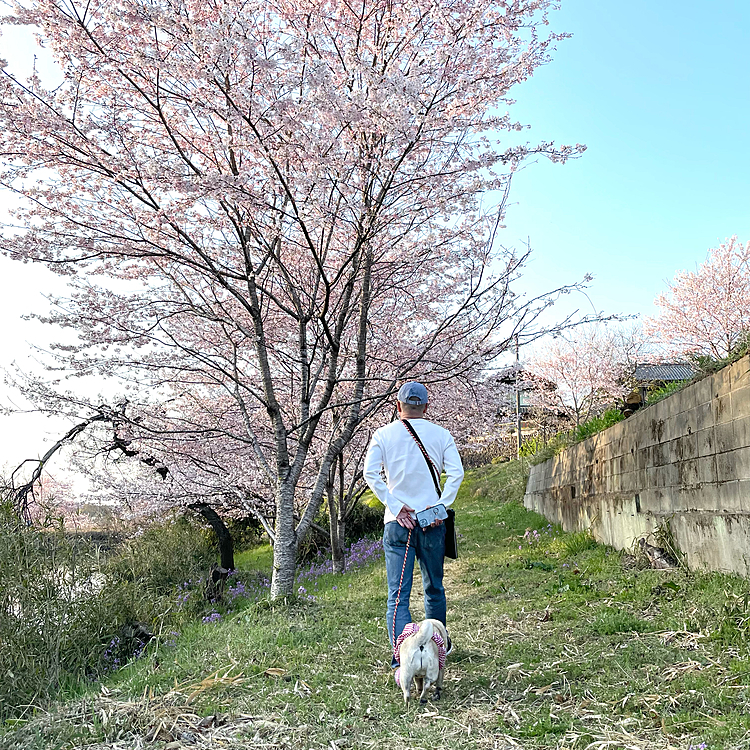 昨日のとうちゃんお休み、WBCの後は🚗で5分地元の千本桜へお花見散歩🌸