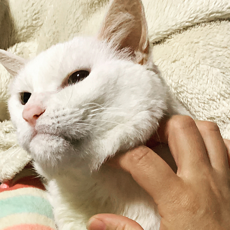 喉を撫でるとちょっとシャクレて可愛いのです