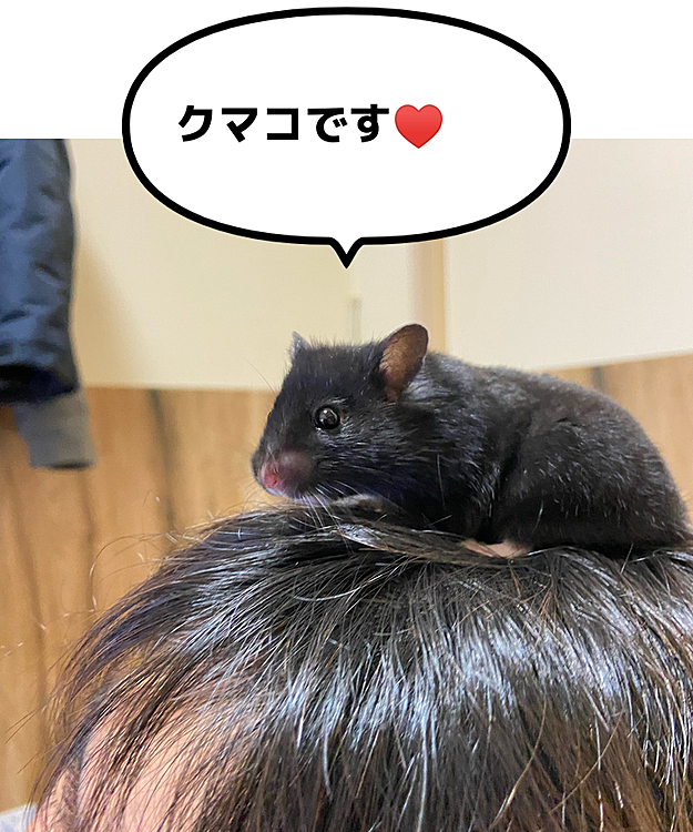 クマコ、パパさんの頭が好き♡

…というか無理やり乗せられている(笑)
