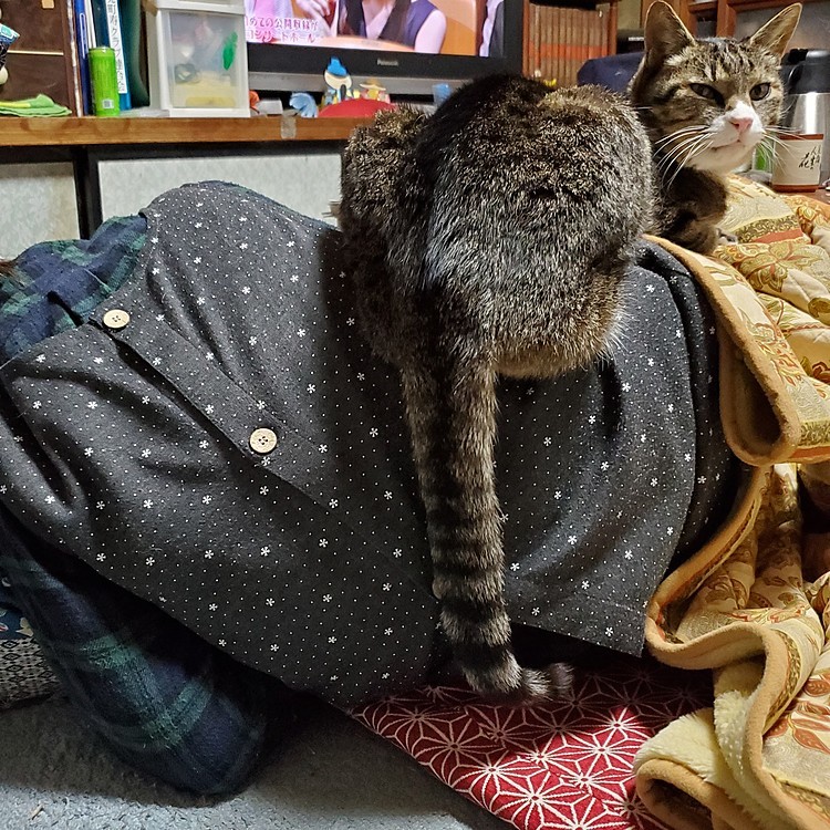 母上の
右腰の上に
乗っています
どんだけ大好きなのですか
おやすみなさいです