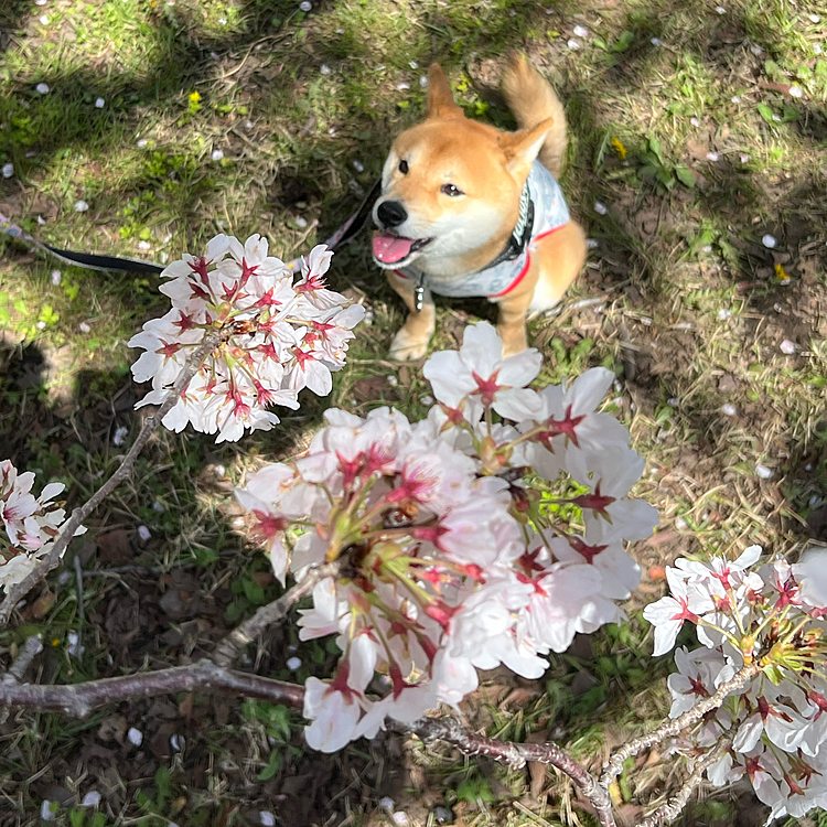 2023.03.29(水)
ドッグランで遊んだあと桜の下をお散歩しました🌸
