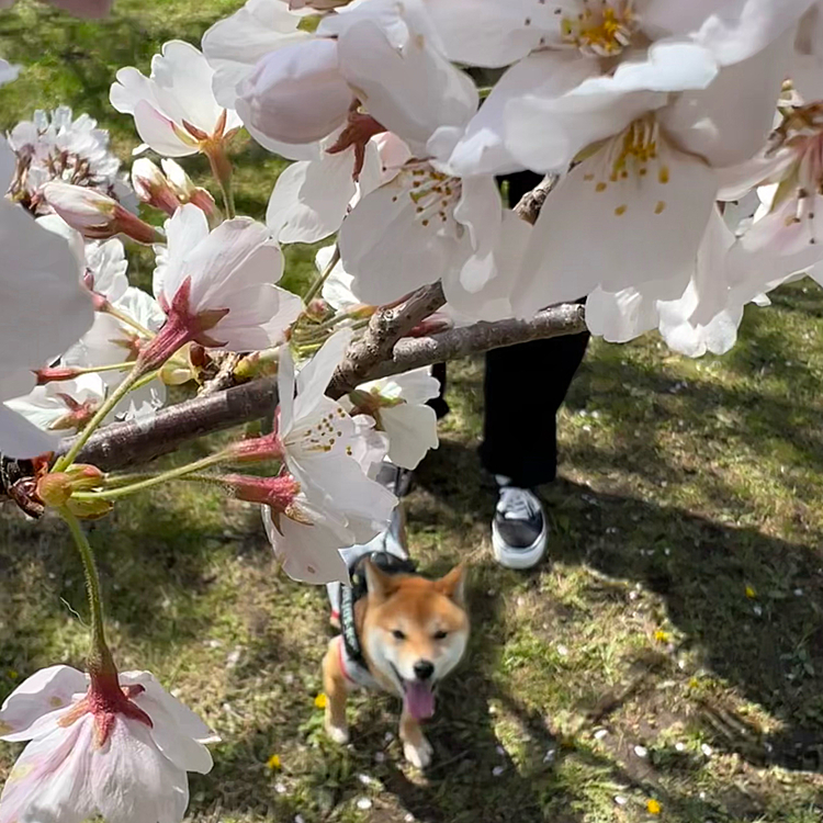 桜🌸に近づけたくて抱っこしようとすると
何故か激おこになるので一緒に撮るのが難しい😅