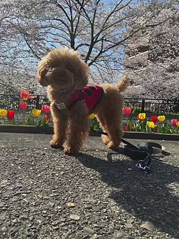 28日(火)
自転車を30分ほど漕いで川沿いの桜を見に行きました🚲
2.5キロの両岸に600本のソメイヨシノが咲き乱れ風が吹くと花びらがヒラヒラ水面に落ちてとても綺麗でした☺️