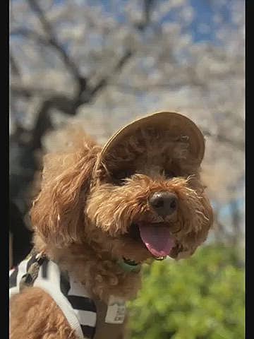 29日(水)
今日も自転車で30分ほどの桜の名所へ🚲
こちらは昨日の川沿いとは違い宴会などを楽しむ方が多い場所🍻
今年は4年ぶりに花見酒が解禁されキッチンカーも40台ほど出ていて平日でも凄い人でした🌸
メインの場所では危なくて抱っこをしていたので公園の奥を散歩しようとするもハッピーは賑やかな場所に戻ろうと必死でした🐾