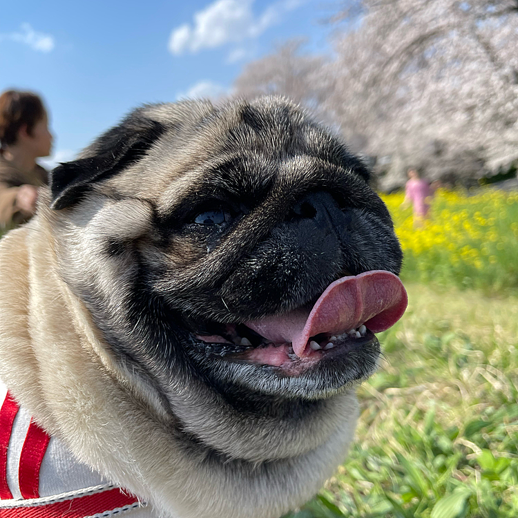 今日は人混み求めて、熊谷桜堤へお花見散歩🌸