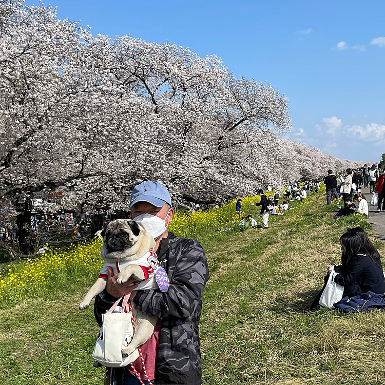 満開のさくら祭り、いっぱいの人出にししまるビックリ‼️