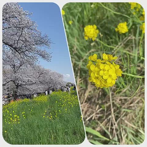 桜も🌸菜の花🌼も満開です🌸