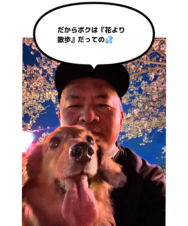 昨日仕事が早く終わったのでみっちの地元の桜🌸の名所に夜桜見物行ってきました🚗³₃
今週末辺りの天気が怪しいので多分満開も最後ではないかと思って連れ出してみたらまぁ～キレイ✨で人も多くて賑やかで☺️☺️☺️
ココﾁｬﾝ🐶も大興奮で駆け出してました💦
引っ張られる～💦💦