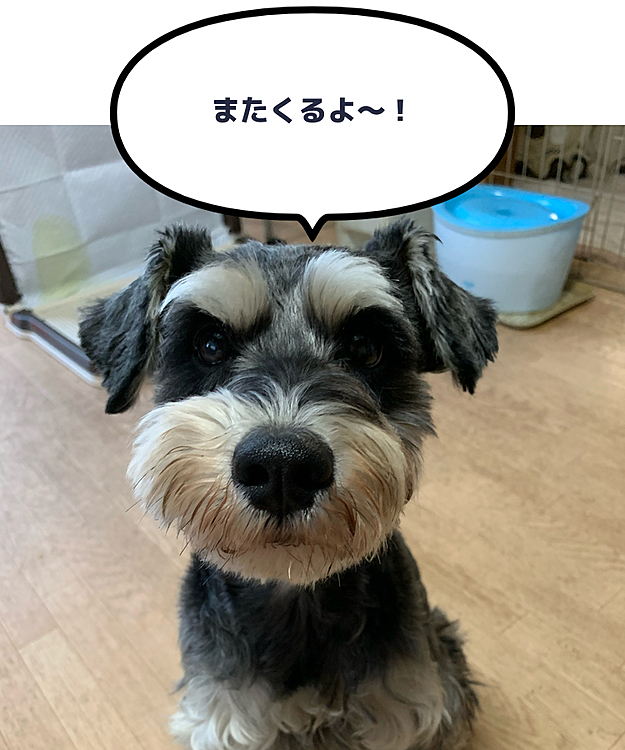 おはようございます〜🐶
コロナ影響で学校休校延長のため、４月１日からまたソラのホームステイ❣️ヤッタ〜😍🐶🐶🐶🎶