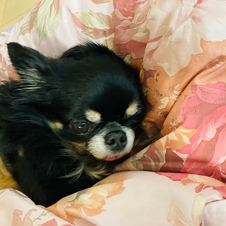 お昼寝しましゅ🐶😂