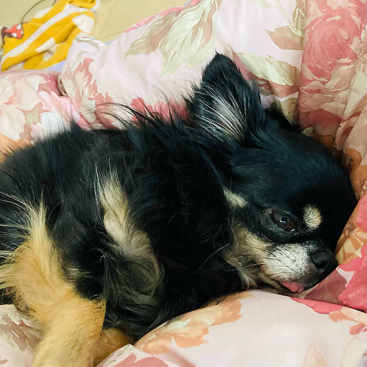 おやしゅみ💤💤