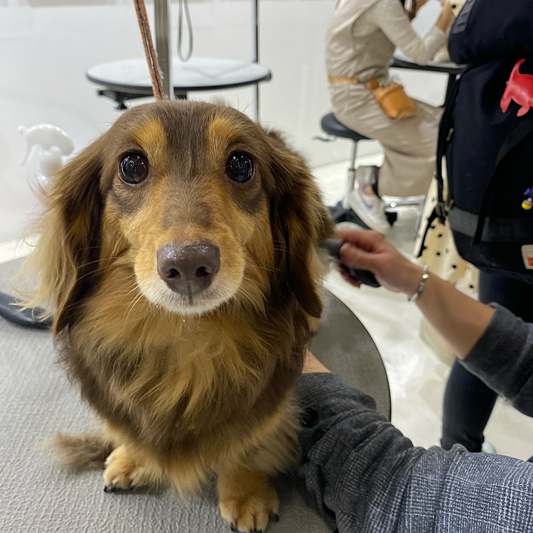 カリスマトリマーの10分間トリミングに参加
よもぎは犬生初のトリミング😊
イケメントリマーさんに優しくされてよもぎテンション上がってウキウキになる😅
トリマーにもカリスマがあるんだ…とインターペットで初めて知った😅
