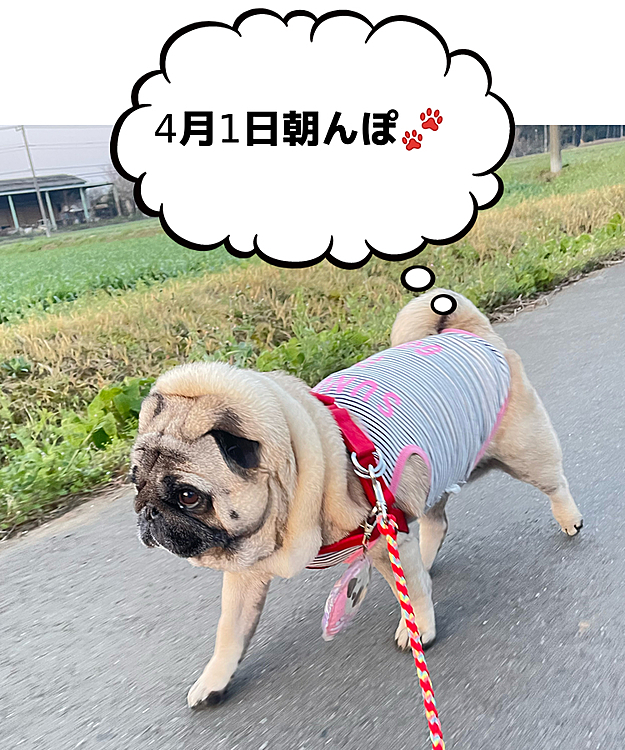 とうちゃん早起きして、朝んぽ🐾