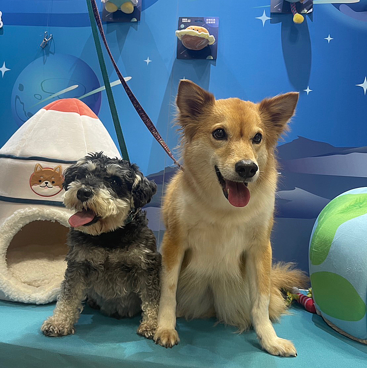 おはようございます🐶
ご無沙汰しています😅
久々久々の投稿です💦
昨日、インターペット行って来ましたー😆🐶
去年より人犬数凄かったです😱
ララ、サンは初めて連れて行って来ました🐶🐶もっとビビるかと思いましたが、意外楽しそうに会場を散策してました😆