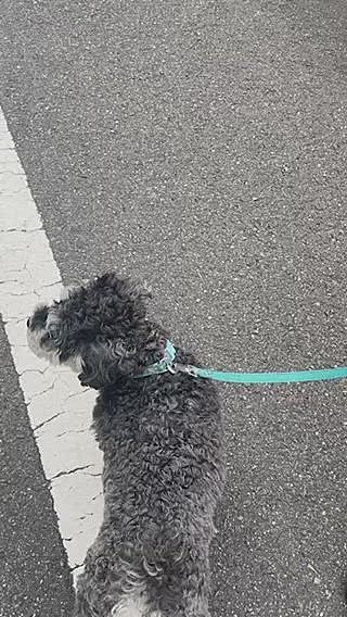 帰り道、ブタちゃん🐷⁉️に遭遇😆
初めて見る🐷ちゃんに👀🤣

帰りの車中では、爆睡のララ、サンでした😪