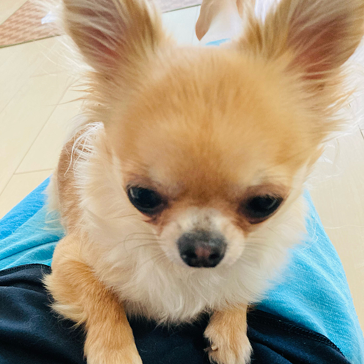 お散歩終わり〜マッタリ。
そこに座られたら・・もう何もしたくないなぁ😂🐶
