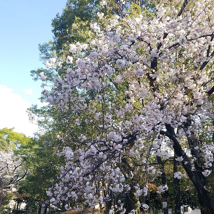 桜は種類が沢山あるので何の桜かは分からないのですが、とても綺麗です🎵
もこと写真を撮りました☺️
