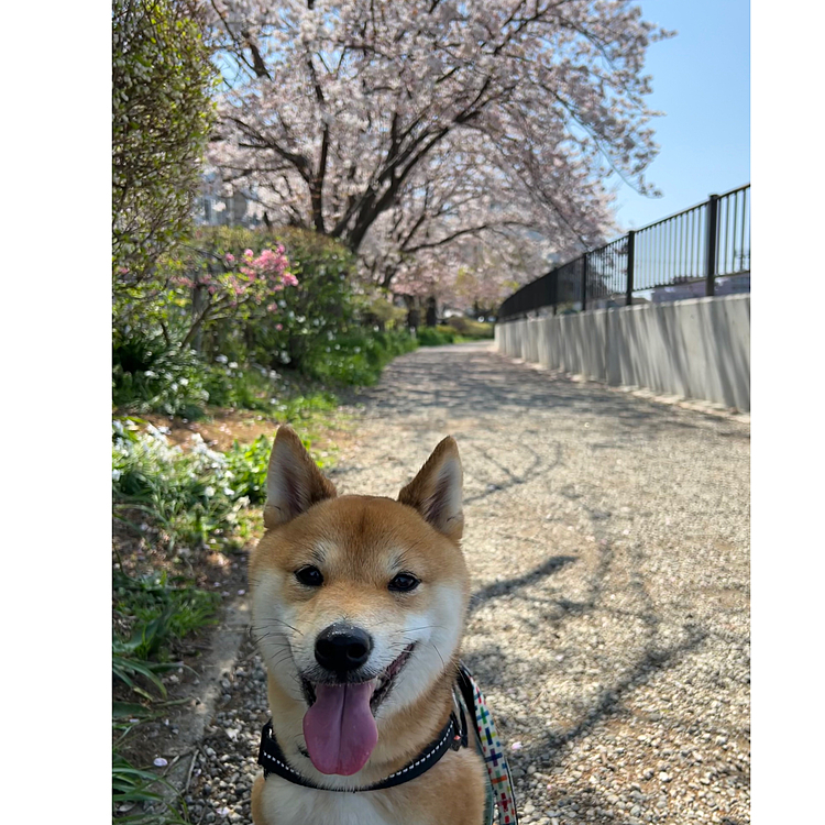 2023.04.01(土)
今日のお散歩😊
歩いてると暑いくらいで櫂もハァハァしてました☀️
