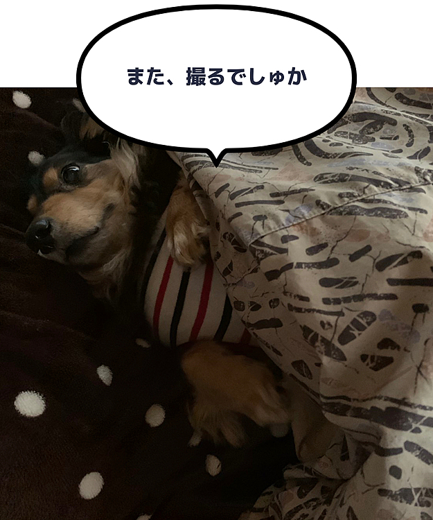 今朝の 殿
気持ちよさそうに寝てるので 撮ろうとしたら、👀ぱちって ギョロ目に😆