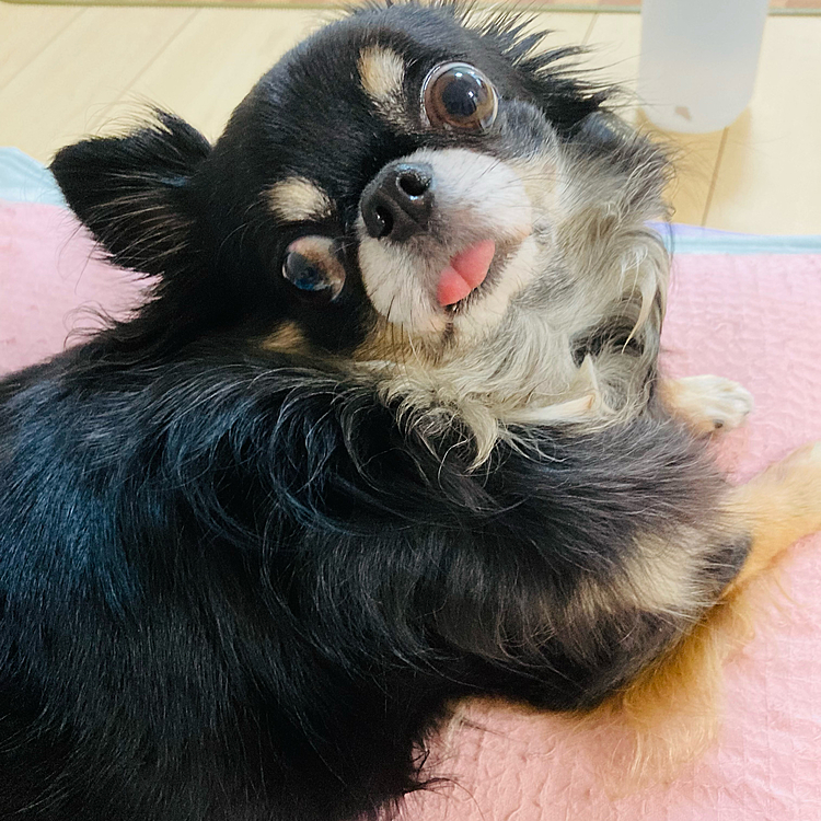 えっ！呼んだ？
めっちゃ舌が出てるよ🐶😂
常にチョロっと出てます💕
