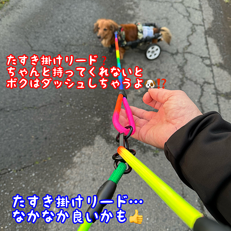 ウチのココﾁｬﾝ🐶ダッシュするとなかなか速くお袋がお散歩させてると着いて行けないしもしも手が離れちゃった時は大変なので､密林の深部から『襷掛けリード』なるものを見つけて早速購入✨午前中に届き､夕方散歩で使ってみたら使い方次第だけどなかなか良い👍色は…派手だった🤣🤣🤣
でも雨の日やら片手で何かを持ちながらのお散歩､ましてやお袋みたいな年寄りだと両手が開かないと危険な場合等には重宝しそうです👍色は派手だけど🤣🤣🤣←天丼～🦐🦐(笑)