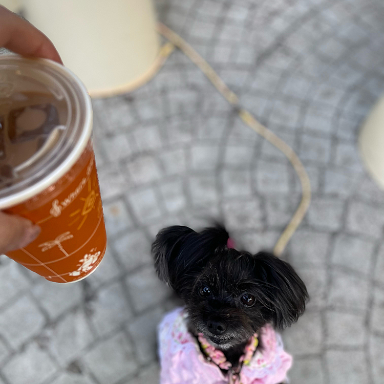 カフェラテを狙うハピさん。ごめん…ハピさんはお水デス💦