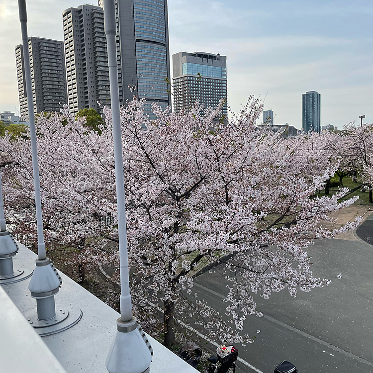 桜が満開ですね〜今年は、いろんな場所で桜を楽しみました🌸