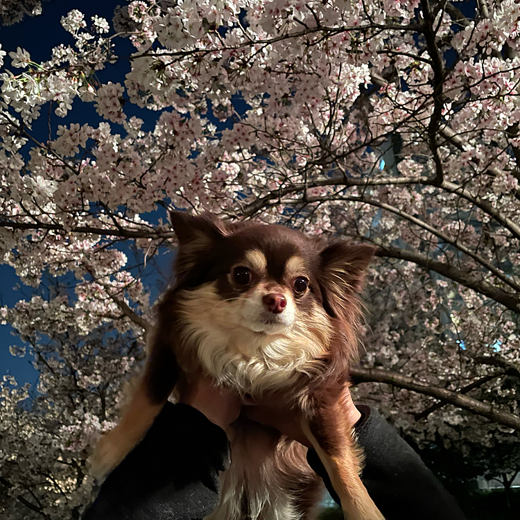 夜桜も綺麗〜🎵