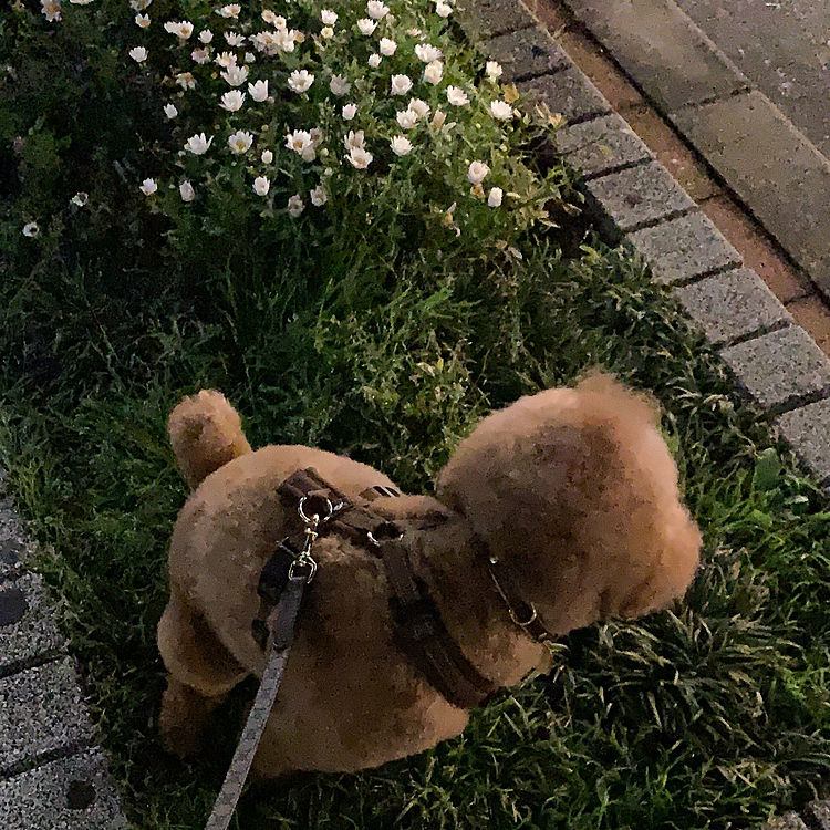 トリミング終わって、街路樹のところでちー。
💦💦💦
お水まいておきました。