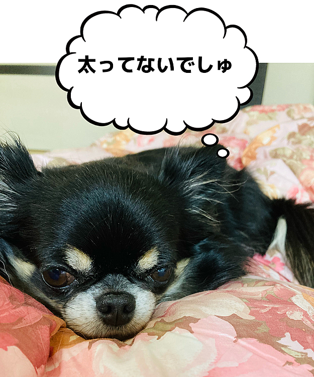 ごはんも終わったから〜寝る💦🐶😊
動かないと痩せないょ。。