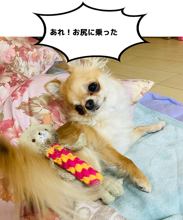 クマちゃん🐻と遊びましゅ🐶😂
お尻にクマちゃん乗せてるだけや🐶💕