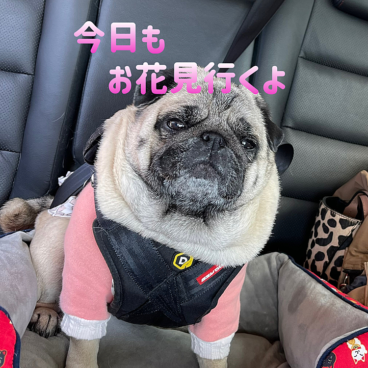 シーズン最後のお花見行って来ました🌸
🚗で40分、東秩父の虎山の千本桜へ💨
