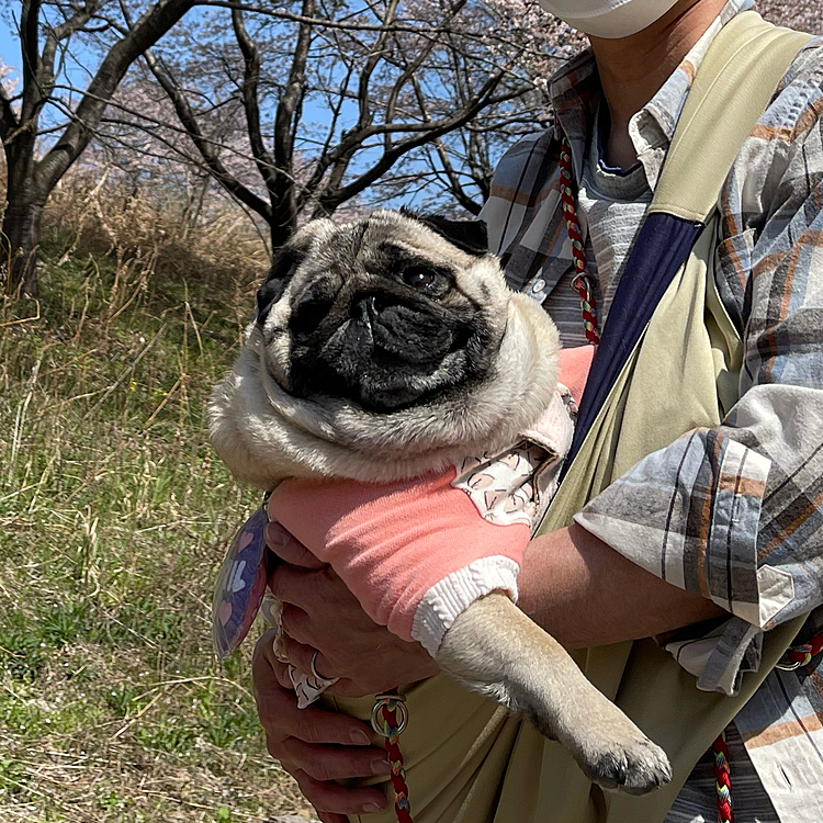 坂道がきついので、とうちゃん抱っこでお花見です🐽