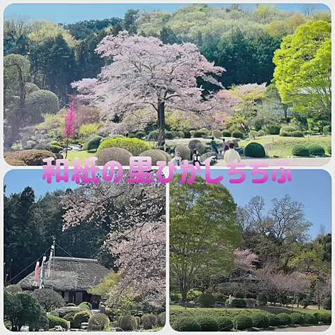 道の駅の桜もキレイです🌸