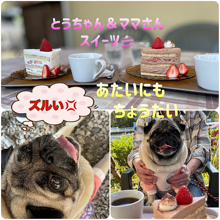 帰り道途中のケーキ屋さんで、とうちゃん＆ママさんスイーツ堪能しました🍰
ししまるはイチゴ🍓をちょびっとだけ‥