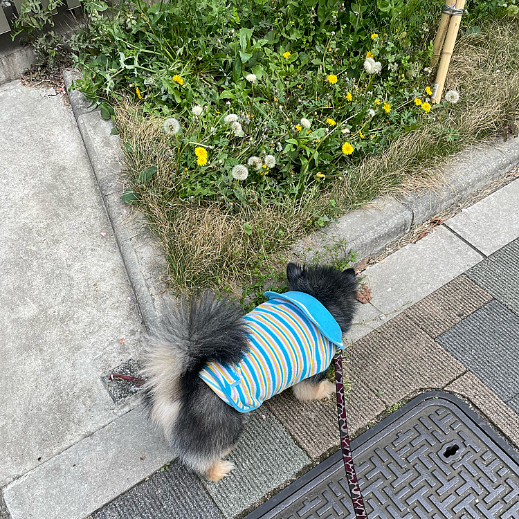 皆さんが愛犬と桜を投稿する中、
とらくんはわた毛🤣🔆

今日はおやすみなのでロング散歩です😊

