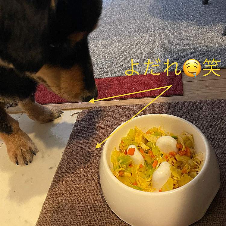 手作りご飯作ってみた🍚
*ササミ*にんじん*サツマイモ*かぼちゃ*キャベツ
とりあえず、夜だけ❣️
ペットショップ行っていつも、悩んでた🤔
何が体に良いんだろ
基本　なんでも食べる子だから心配はしてなかったけど
やっぱり、メッチャ食べるやん😆
