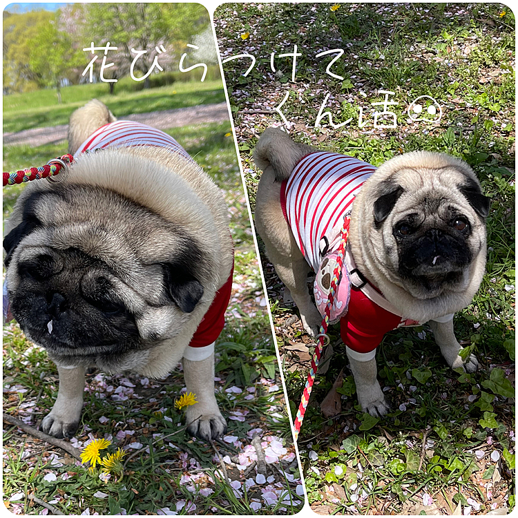 今日はプロのカメラマンさんにお写真撮ってもらいました🐽
きどらない、ししまる🐽いつも通りぶひぶひトリュフ探し🍄