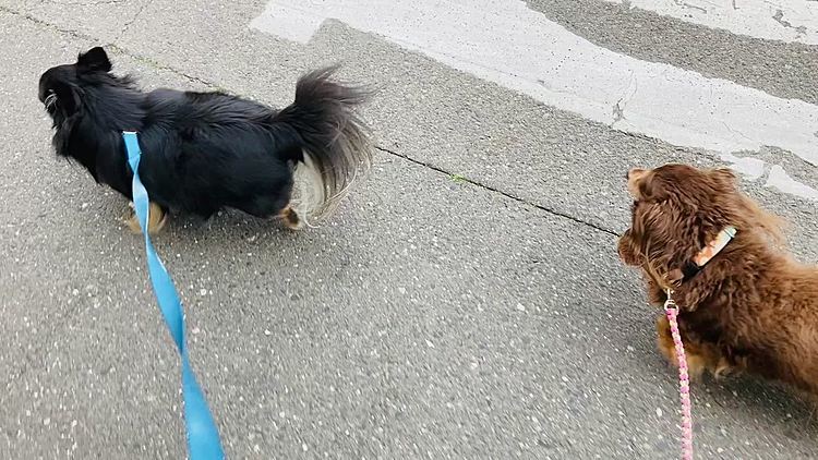 年齢もバラバラなので3人一緒は大変だけど
お留守番してるのも可哀想だから
シニアの空ちゃんに合わせてます。
心春ちゃんはビビりだから車、自転車が来る度に止まります🐶💦😊